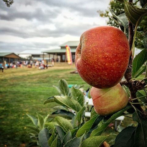 b2ap3_thumbnail_applesatmarkermiller_edit_480x480